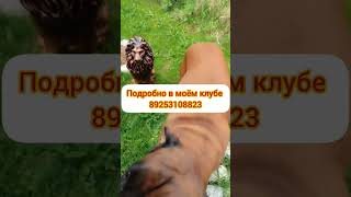 Защита от клещей #клещи #эпам #shortvideo