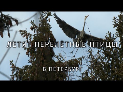 Перелётные птицы возвращаются в Петербург