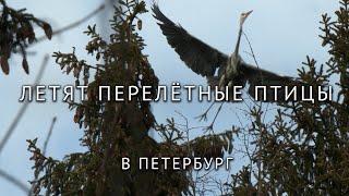 Перелётные птицы возвращаются в Петербург