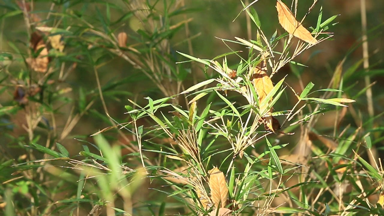♪鳥くん野鳥動画（埼玉県・宝登山）アカゲラ鳴き声（音声のみ）JO6A7395 - YouTube