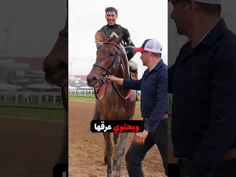 لماذا يتكو ن رغوة على عرق الخيول عند الجري لمسافات طويلة