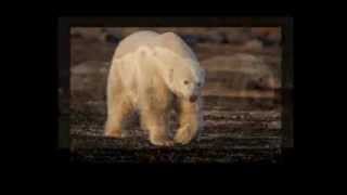 Webinar: Polar Bears of Churchill with the Polar Experts screenshot 1