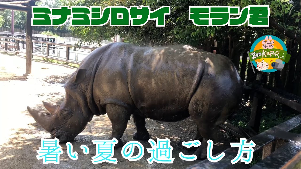 ミナミシロサイ 暑い夏の過ごし方 東武動物公園 Youtube ミナミシロサイ 暑い夏の過ごし方 東武動物公園 Youtube