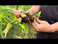 Turmeric superfood harvest on organic farm!