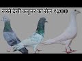 सस्ते देसी कबूतर का सेल ₹200 || Karnal Pigeon Farm