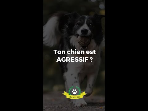 Que faire avec un chien agressif ?  - Que faire avec un chien agressif ? 