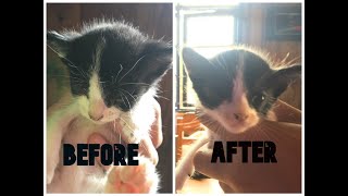HOW TO CLEAN MATTED KITTEN EYES l SIMPLE AND EASY