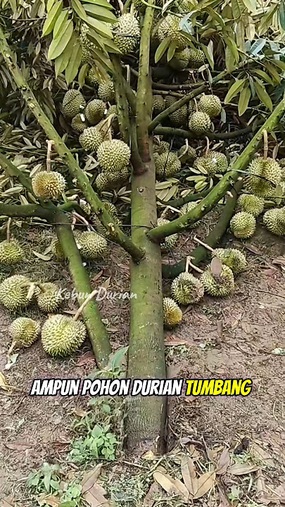 Gagal panen durian karena angin kencang #shorts #kebundurian #durian #bawor #montong #musangking
