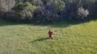 MASSIVE BIGFOOT/SASQUATCH CAPTURED BY DRONE 2018