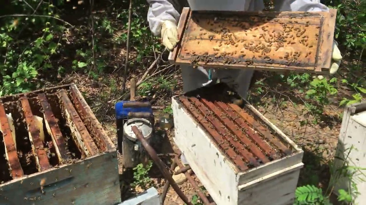 COMO FAZER UNIÃO DE ENXAME DE ABELHAS APIS