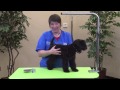 Starting a Kerry Blue Terrier Puppy の動画、YouTube動画。