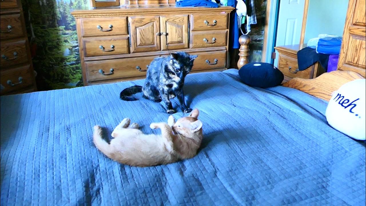 Please, please, please can we let the kittens go outside? YouTube