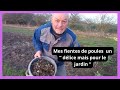 Comment utiliser les fientes de poules au jardin 