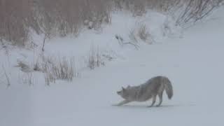 Neighbourhood Coyotes on frozen pond, and it's snowing (2024 Mar 22)