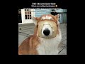 Hamburger😋😋😋#funny #dog #goviral