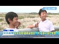 20181103中天新聞 美翻! 甜根子草吐白穗 蘭陽溪秋季限定