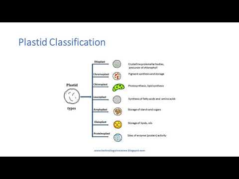 Plastids - Introduction, Types and  Functions