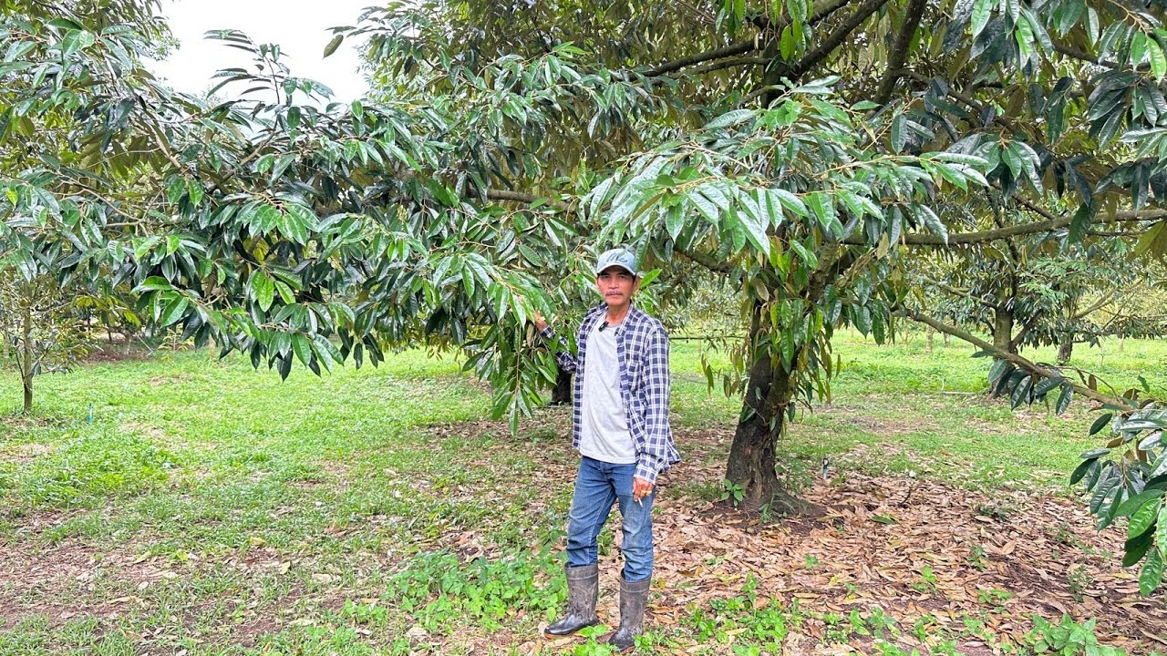 การทำดอกทุเรียนปี 2569 สไตล์พี่หาญ