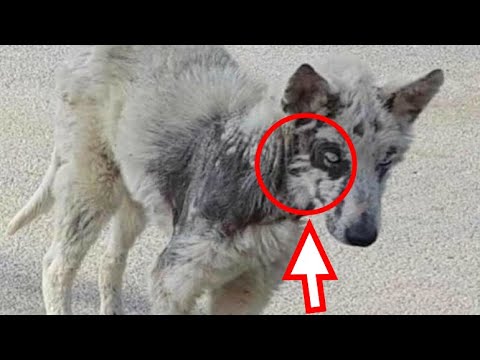 Больная хаски умирала.. Ей подарили еще один шанс на выживание!