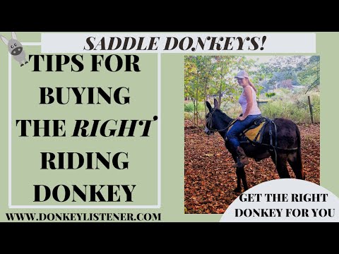 Saddle Donkey Buying Tips {Riding Donkeys}