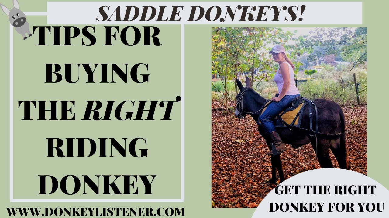 Saddle Donkey Buying Tips {Riding Donkeys} YouTube