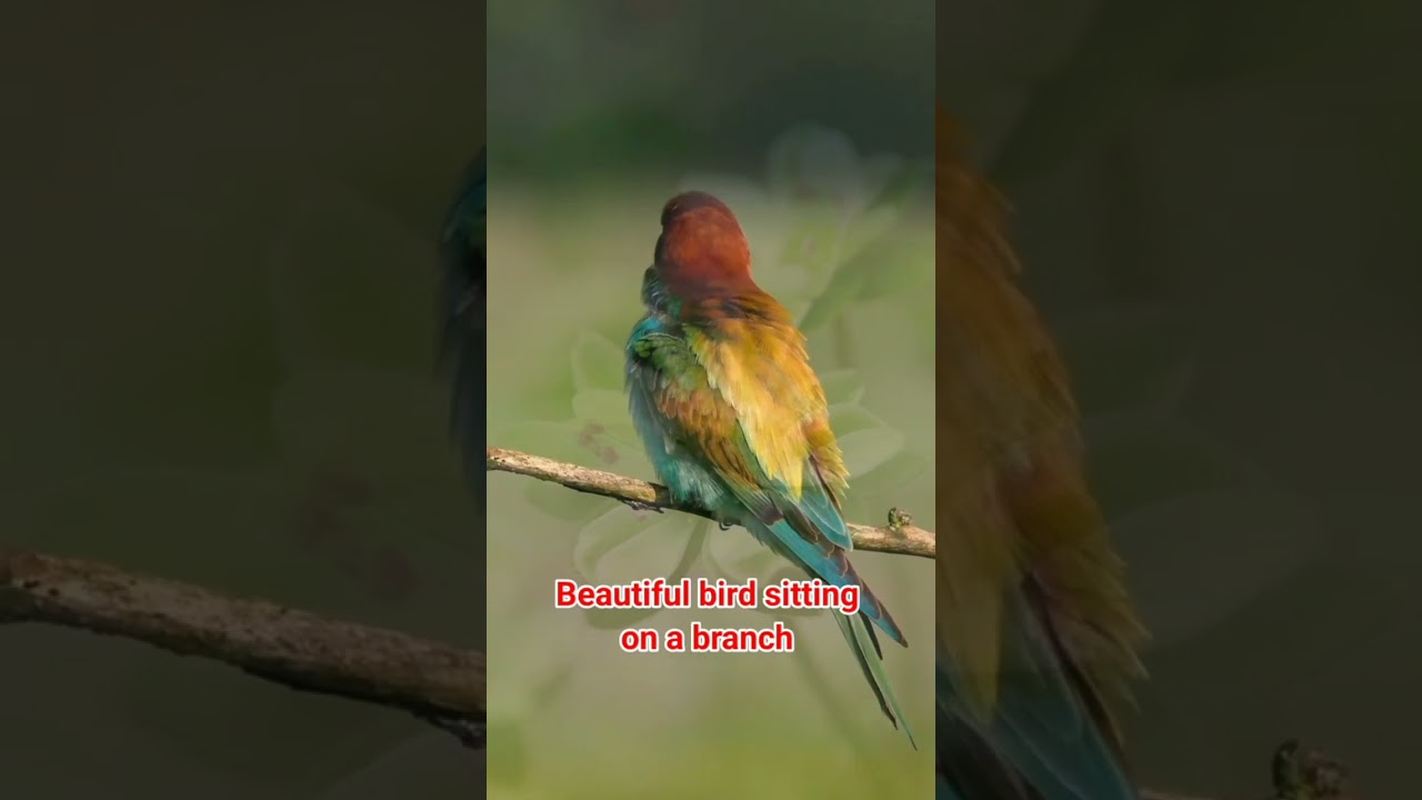 Beautiful Bird on a branch 