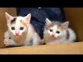 Два крохотных котёнка заходились рыданиями возле складских помещений – они были покрыты блохами…