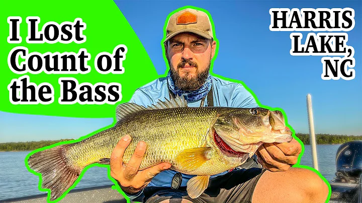 Harris Lake is on FIRE! -- Big Schools of Bass eat...