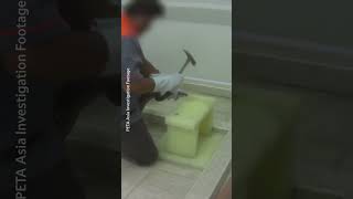 These Snakes Had Their Skulls Crushed.