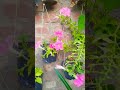 beautiful flower plant #imtiazalisangi