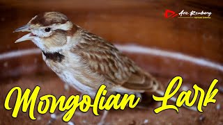 MASTERAN BRANJANGAN MONGOL GACOR (MONGOLIAN LARK) MATERI SUPER PEDES