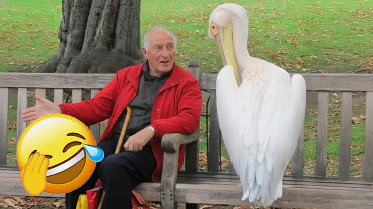 Funniest Pets of 2026😂 BEST Animal Videos 🍜 #funnydogs #funnycats #animals