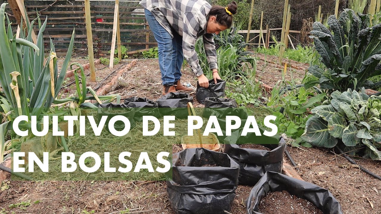 Cultivo de Papas en bolsas! (casi) Sin Tierra y sin Plata!! Sigo fiel al Método #RuthStout #Papas