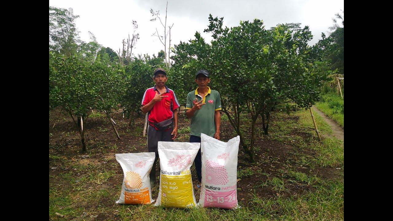 Penjelasan Pupuk Jeruk Fase Generatif Pembesaran, Kualitas, Rasa Manis Buah, & Pencegahan Pecah Buah