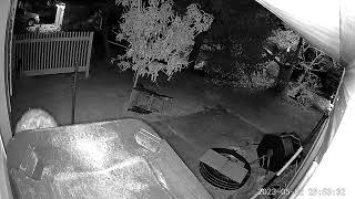 2023-05-02 - Mr. Raccoon Scores Dinner