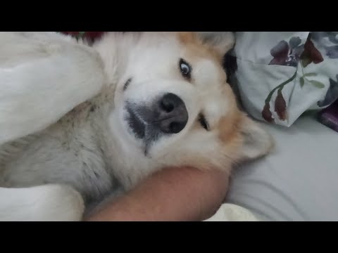 Дэймон бегает с братом, нападает кошка 😲😾😾 #video