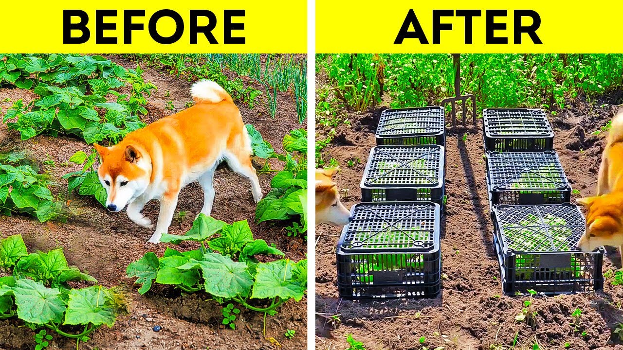 Gardening Hacks For Beginners And Experts