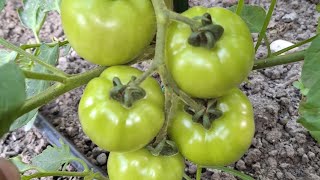 Acesta este ultimul tratament fitosanitar pe care îl aplic la legume