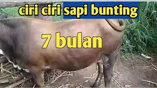 Characteristics of a 7-month pregnant cow