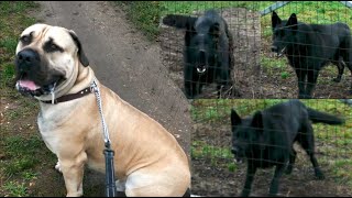 Boerboel and an angry German Shepheard by Boerboel Yzer 1,808 views 4 months ago 2 minutes, 10 seconds