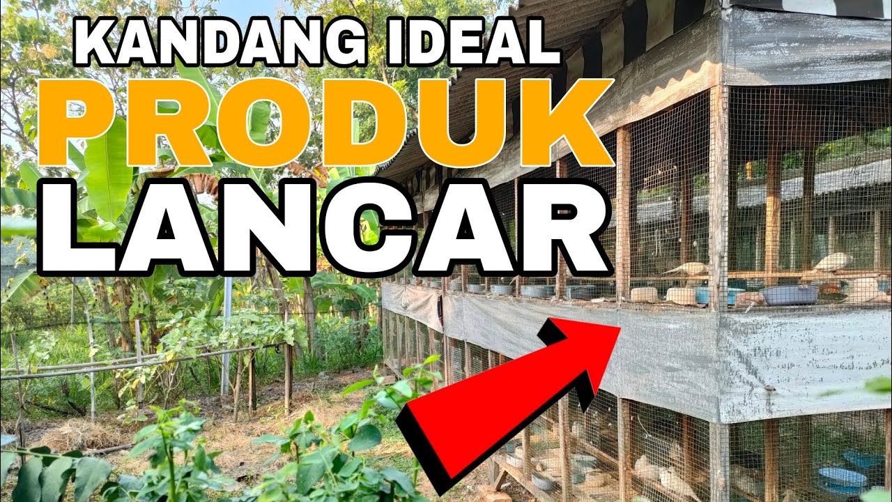KANDANG TERNAK PERKUTUT DAN PENEMPATAN SARANG YANG IDEAL