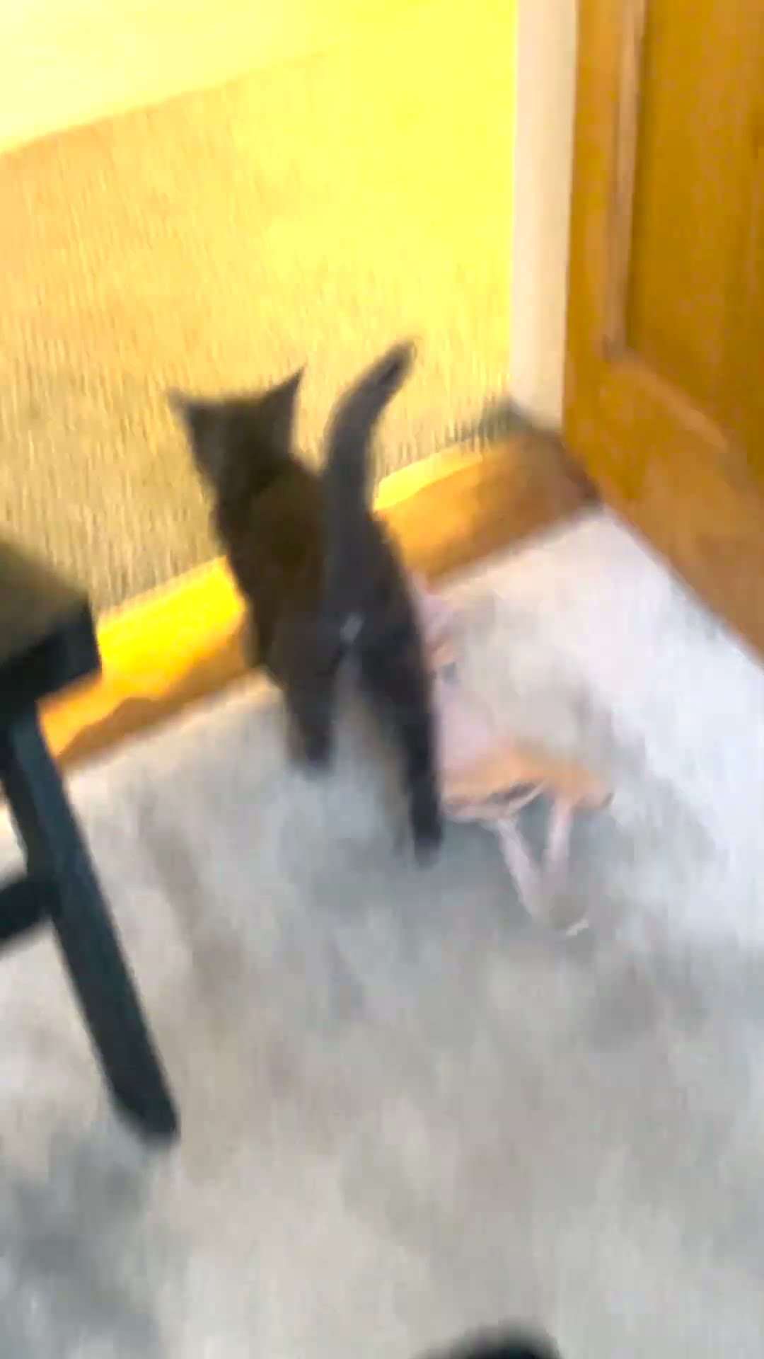 Kittens New Favorite Toy || ViralHog