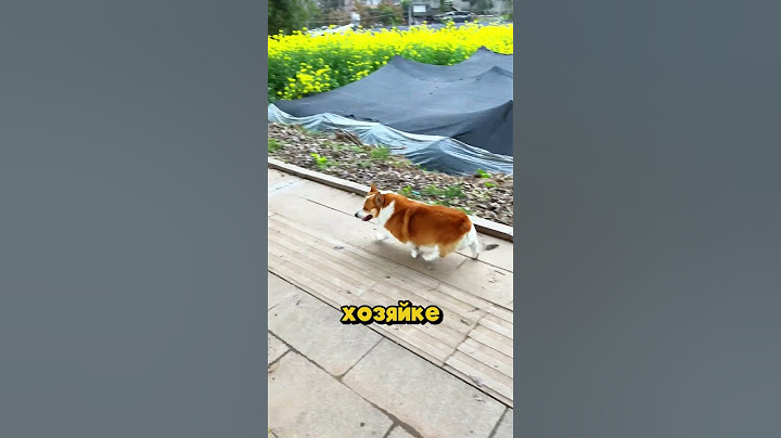 Отняли палку у собаки!