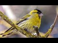 Eurasian siskin birdsong cd  for trapping siskin spinus spinus 30min