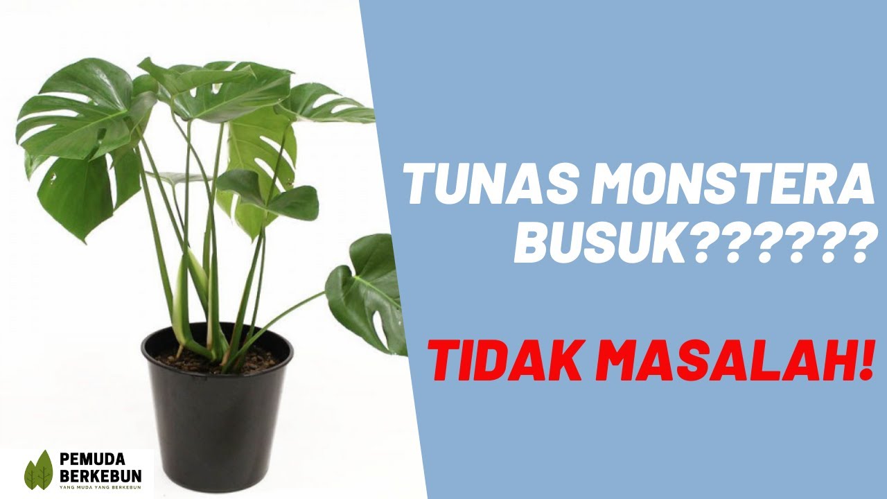 Tunas Monstera Busuk Jangan Khawatir Begini Cara Agar Muncul Tunas Baru Youtube