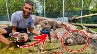 BABY OTTERS HUNTING CRAYFISH IN NEW POND! *EPIC FOOTAGE*!