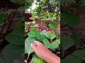 ใช้เวลานานกว่า #farming #fishing #fruit #food #nature #fish #garden #tree
