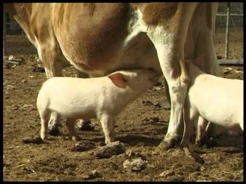 Orphaned piglets drink from Jersey cow