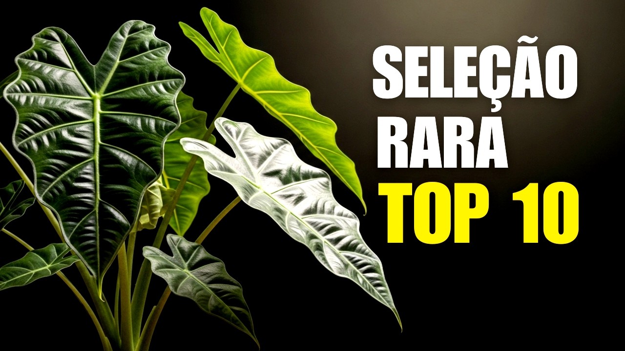 10 Plantas de Elite: O Guia Definitivo Para Não Matar Plantas Caras