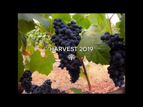 Harvest 2019 Paul Hobbs
